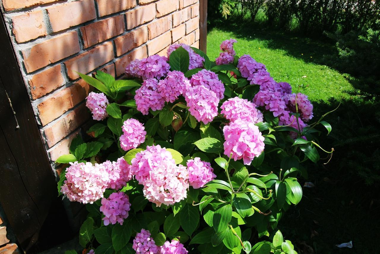 Michalek W Rowach Bed and Breakfast Rowy  Buitenkant foto